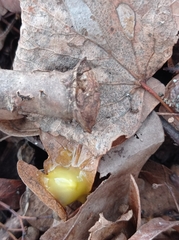 Loranthus europaeus