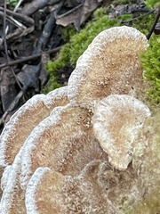 Trametes trogii