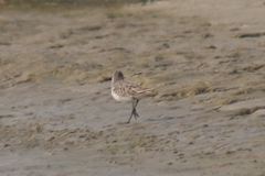 Calidris minuta