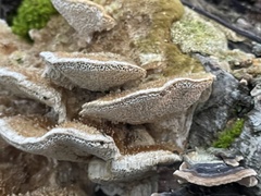 Trametes trogii