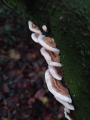 Trametes versicolor