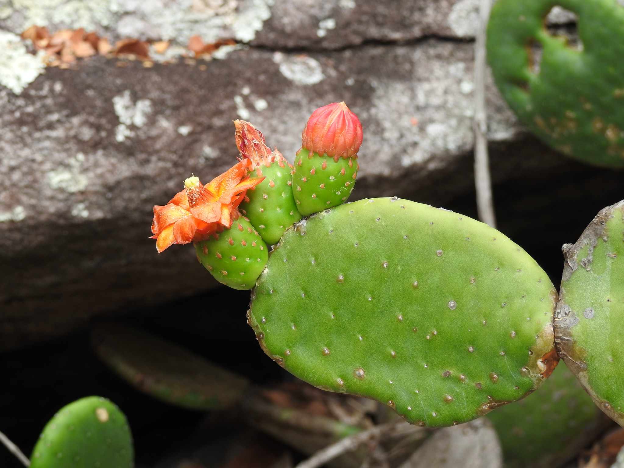 Tacinga