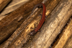 Batrachoseps gavilanensis