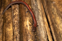 Batrachoseps gavilanensis