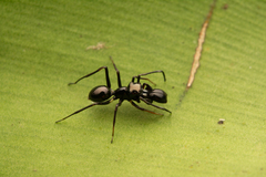 Myrmarachne jacksoni