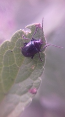 Typophorus nigritus