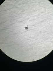 Podilymbus podiceps
