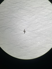 Podilymbus podiceps