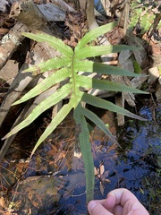 Polypodiaceae