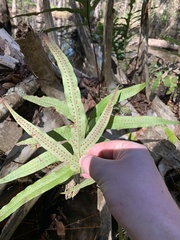 Polypodiaceae