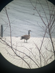 Branta canadensis