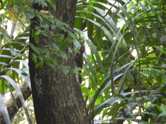 Dendrocolaptes sanctithomae