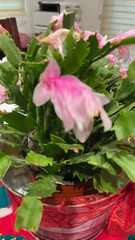 Schlumbergera truncata