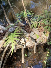 Polypodiaceae