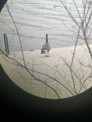 Branta canadensis