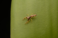 Indopadilla vimedaba