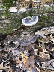Trametes lactinea