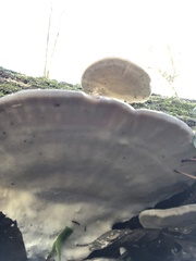 Trametes lactinea