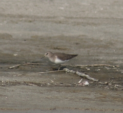 Calidris temminckii