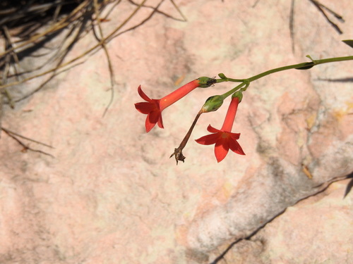 Calolisianthus pedunculatus (Calolisianthus pedunculatus)