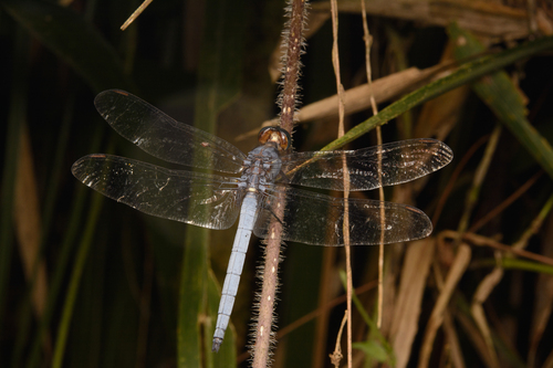 Photo of Blue Marsh Hawk (Orthetrum glaucum)