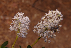 Ceanothus parvifolius
