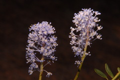 Ceanothus parvifolius