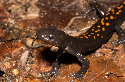 Long-toed Salamander