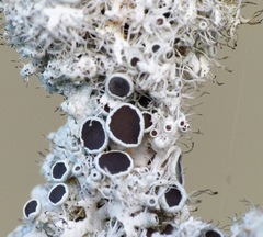 Physcia leptalea