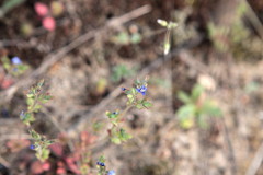 Veronica triphyllos