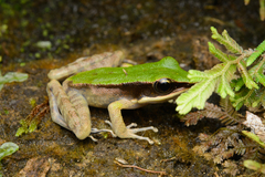 Odorrana hosii