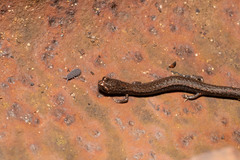 Batrachoseps gavilanensis