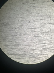 Mergus merganser