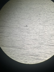 Mergus merganser