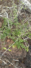 Castela galapageia