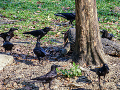 Corvus macrorhynchos levaillantii