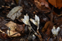 Burmannia cryptopetala