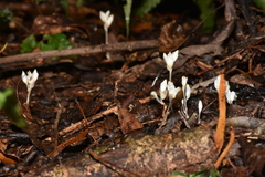 Burmannia cryptopetala