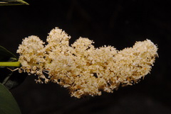 Ceanothus integerrimus macrothyrsus