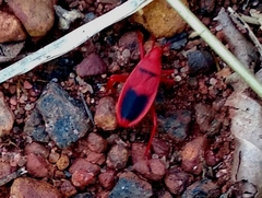 Probergrothius sanguinolens