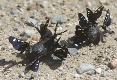 Alypiodes bimaculata