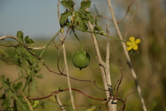 Cucurbitella asperata
