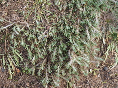 Cardionema ramosissimum