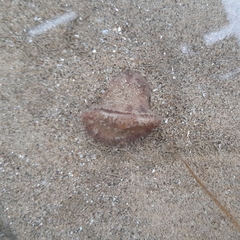 Calliactis parasitica