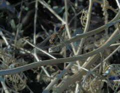 Erythrodiplax corallina