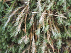 Cardionema ramosissimum