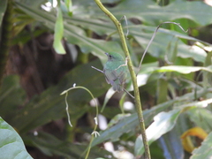 Lepidothrix velutina