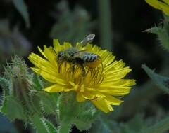 Megachile pollinosa