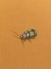 Omophoita octoguttata