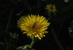 Callistochlora chloris